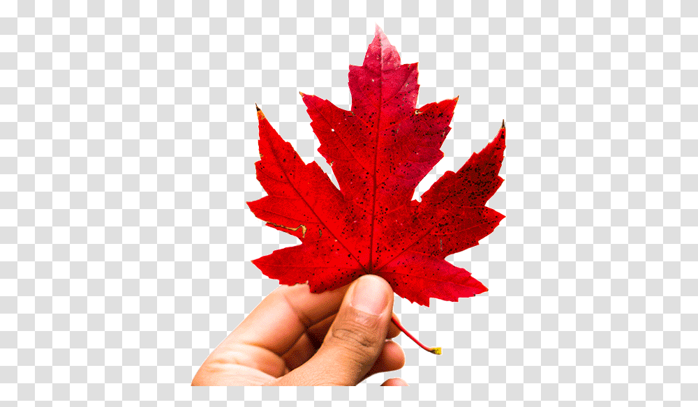 Canada Maple Leaf, Plant, Tree, Person, Human Transparent Png