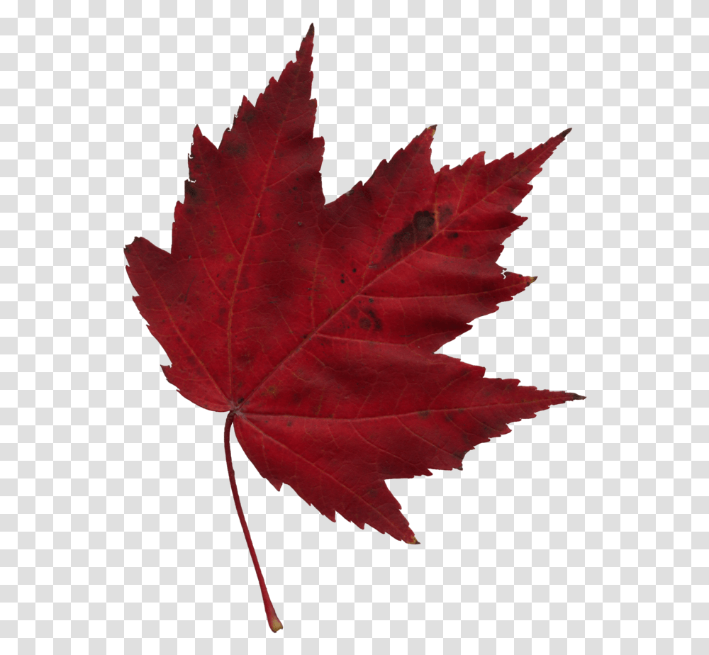 Canada Training Group, Leaf, Plant, Tree, Maple Transparent Png