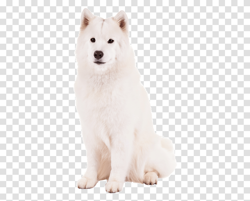 Canadian Eskimo Dog Greenland Dog, Pet, Canine, Animal, Mammal Transparent Png