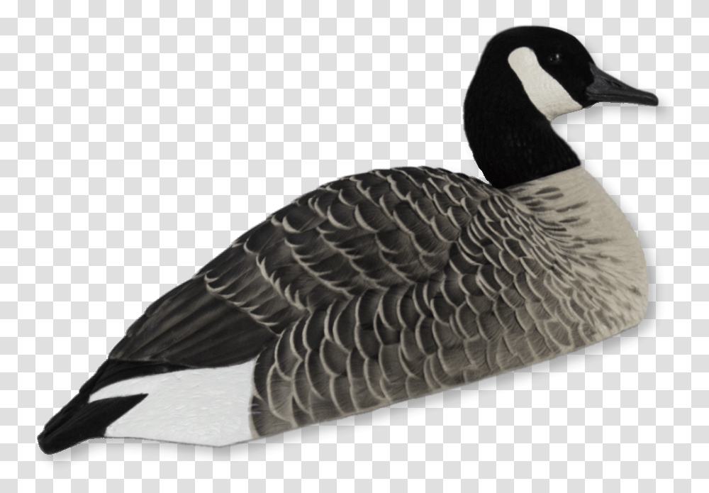 Canadian Geese Clipart Canada Goose, Bird, Animal, Waterfowl, Anseriformes Transparent Png