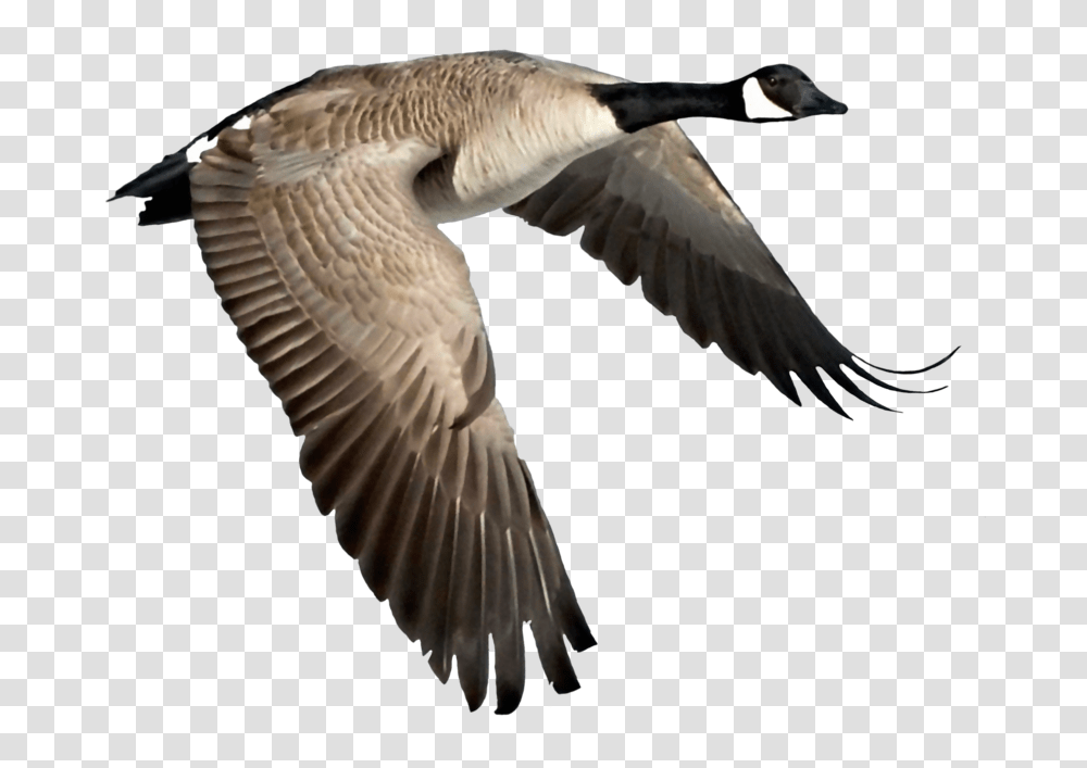 Canadian Goose Flying Gif, Bird, Animal, Waterfowl, Anseriformes Transparent Png