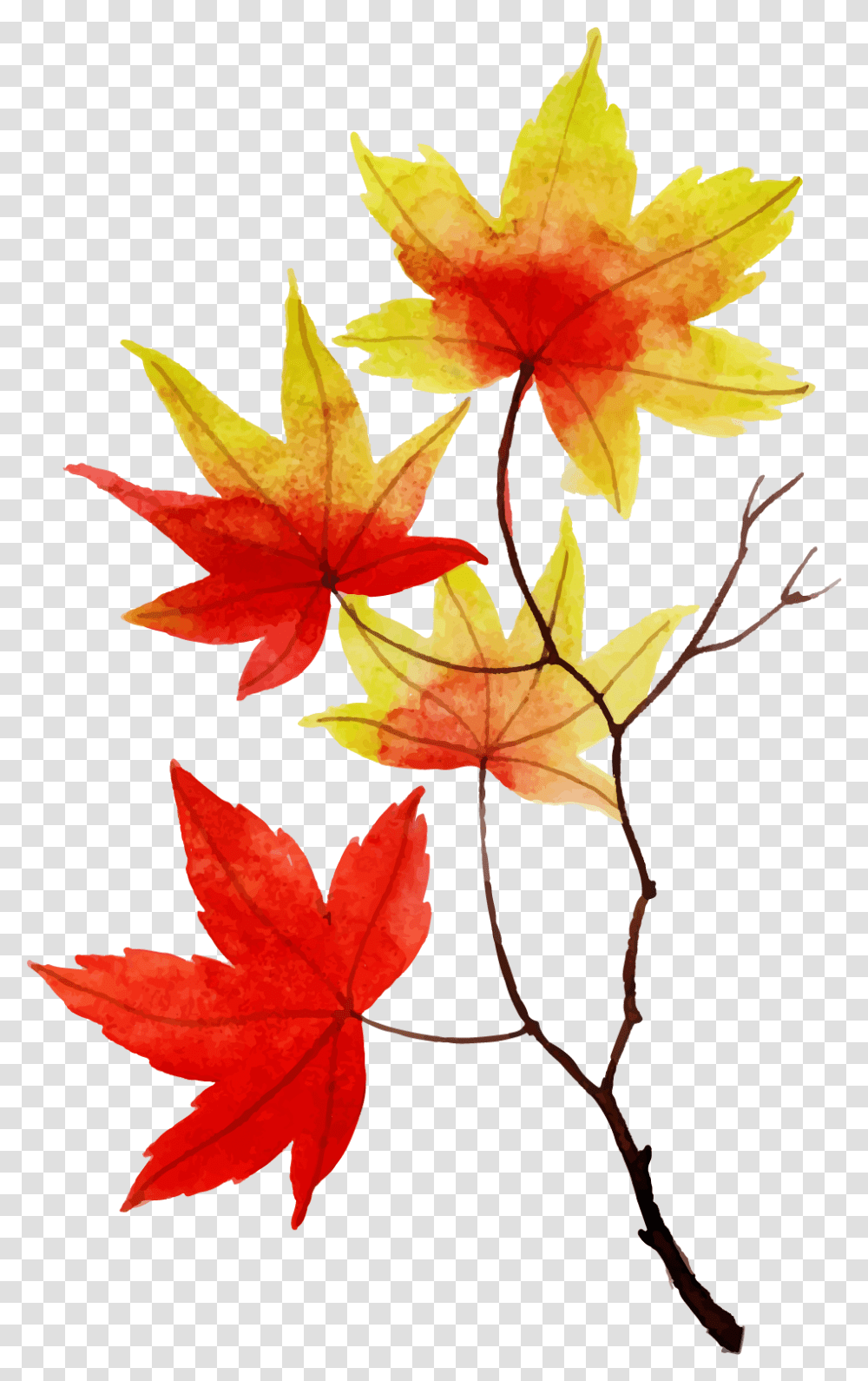 Canadian Leaf Maple Leaf 5527485 Vippng Lovely, Plant, Tree, Veins Transparent Png