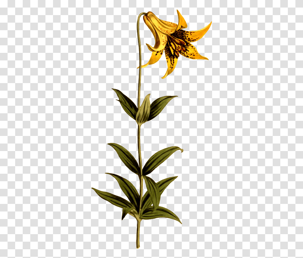 Canadian Lily Canada Lily, Plant, Flower, Blossom, Acanthaceae Transparent Png
