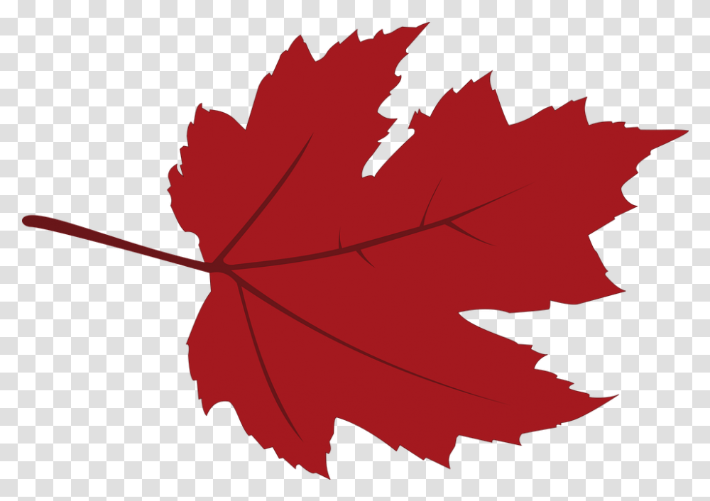 Canadian Maple Fall At The Beach, Leaf, Plant, Tree, Person Transparent Png