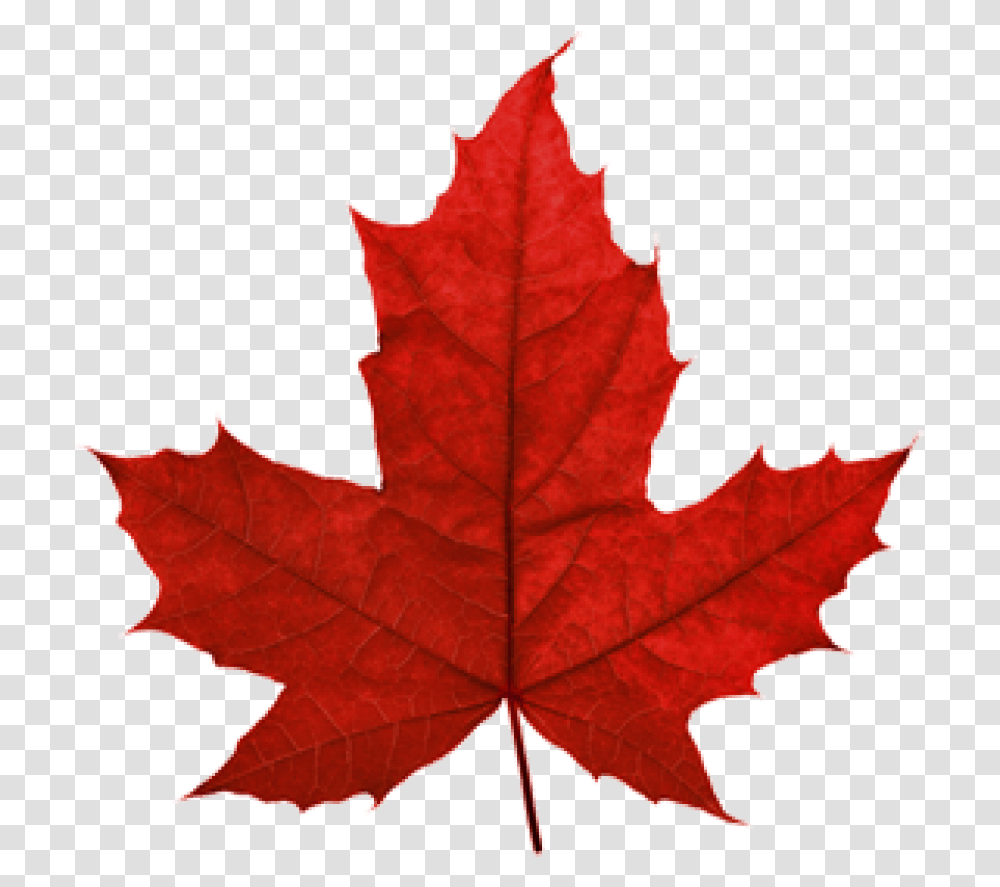 Canadian Maple Leaf Canada Red Maple Leaf, Plant, Tree, Rose, Flower Transparent Png