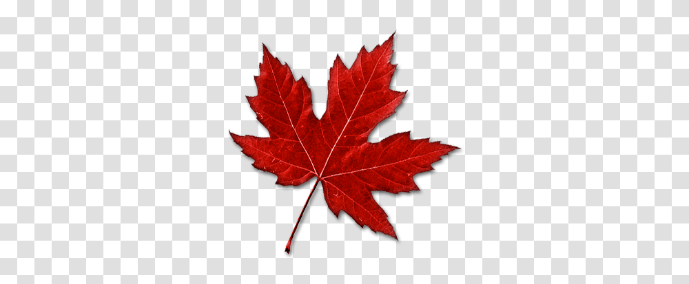 Canadian Maple Leaf, Plant, Tree, Rose, Flower Transparent Png