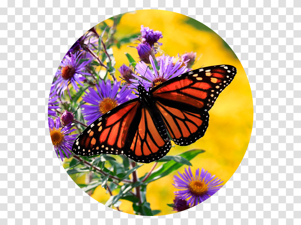 Canadian Wildlife Federation Help The Monarchs Monarch Butterfly On Purple Flower, Insect, Invertebrate, Animal, Honey Bee Transparent Png