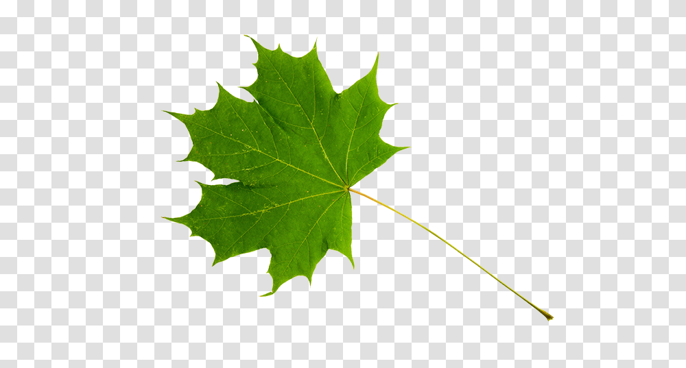 Canadian Wildlife Federation The Maple, Leaf, Plant, Tree, Maple Leaf Transparent Png