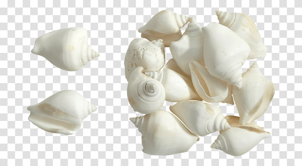 Canarium White Seashells 2 White Shells, Invertebrate, Sea Life, Animal, Conch Transparent Png