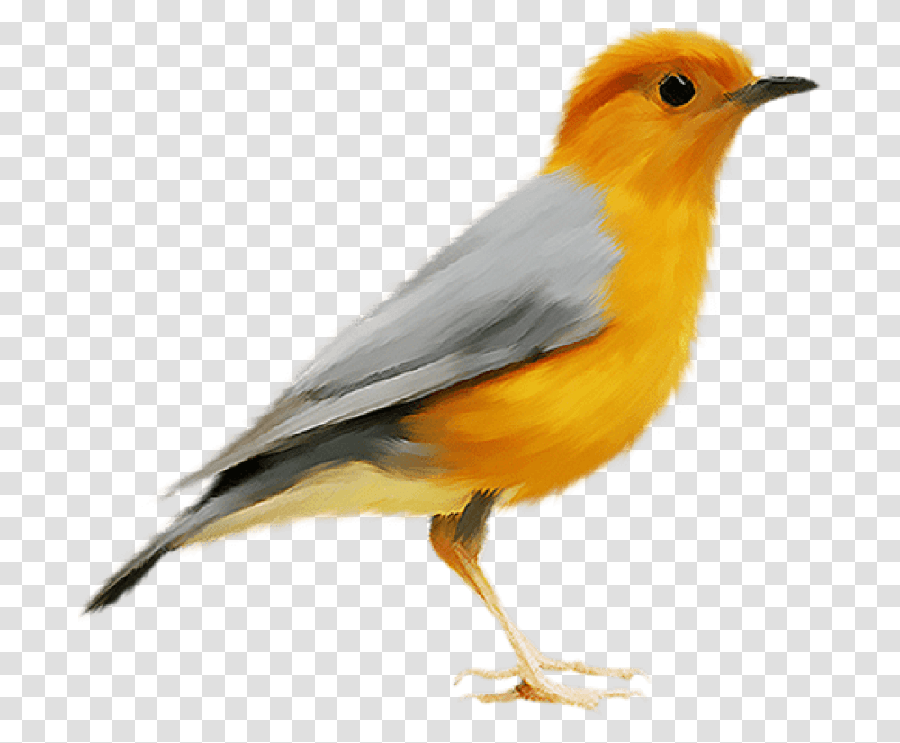 Canary Bird, Animal, Finch, Beak, Robin Transparent Png