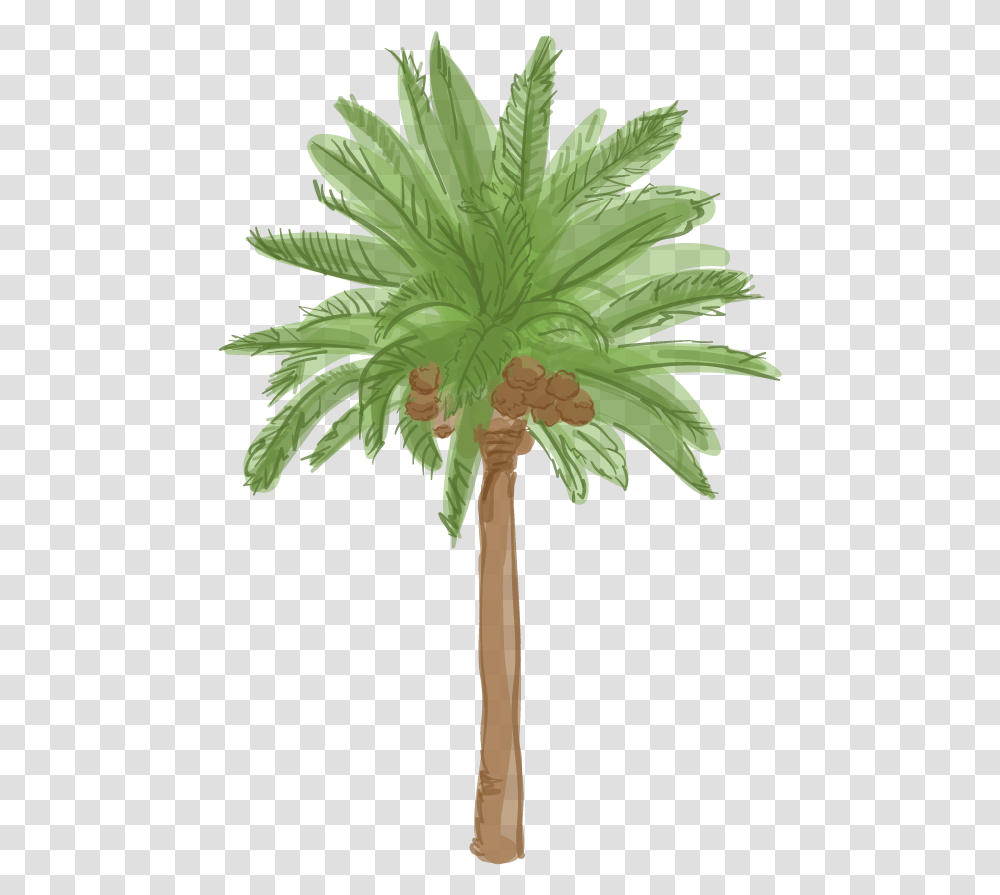 Canary Island Date Palm Cartoon Palm Trees, Plant, Arecaceae, Leaf, Cross Transparent Png