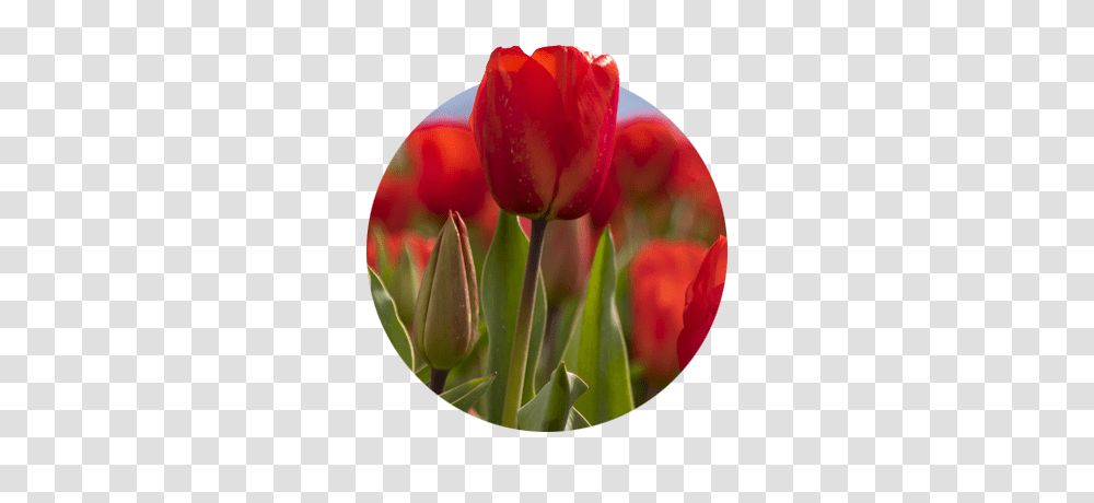 Canby Or Things To Do Shopping And Gardening, Plant, Flower, Blossom, Tulip Transparent Png