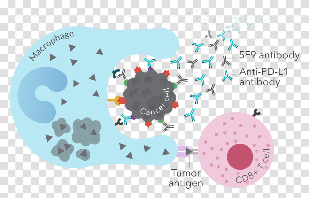 Cancer Cell Circle, Paper Transparent Png