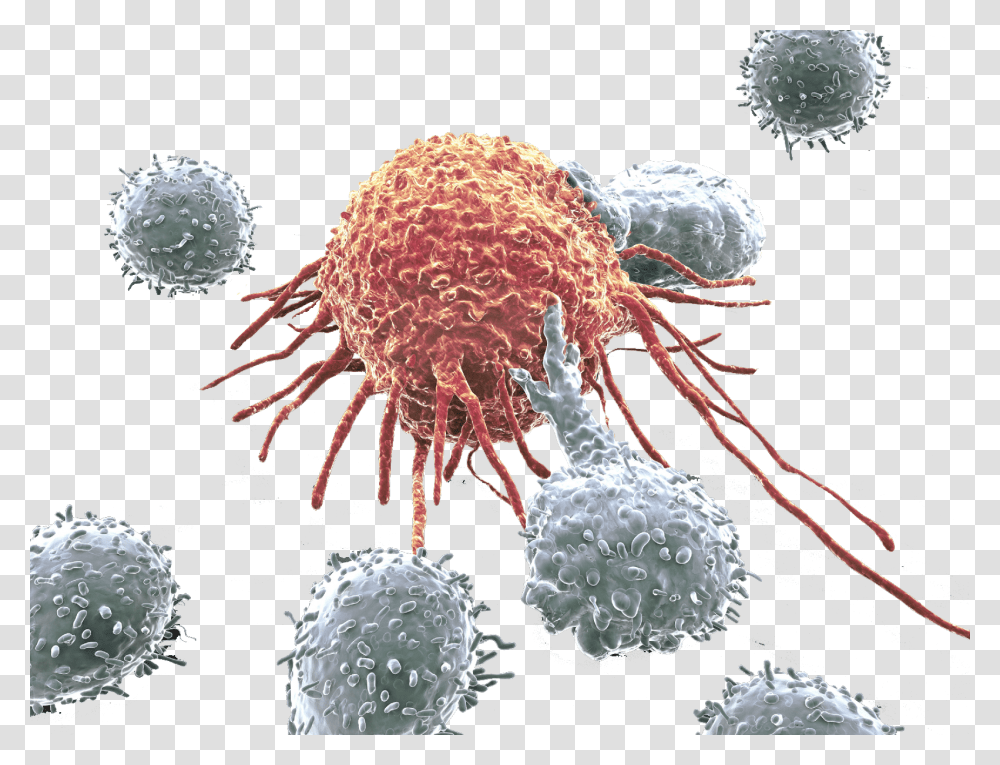 Cancer Cell Clipart Cancer Cells Picture, Nature, Outdoors, Sea Life, Animal Transparent Png
