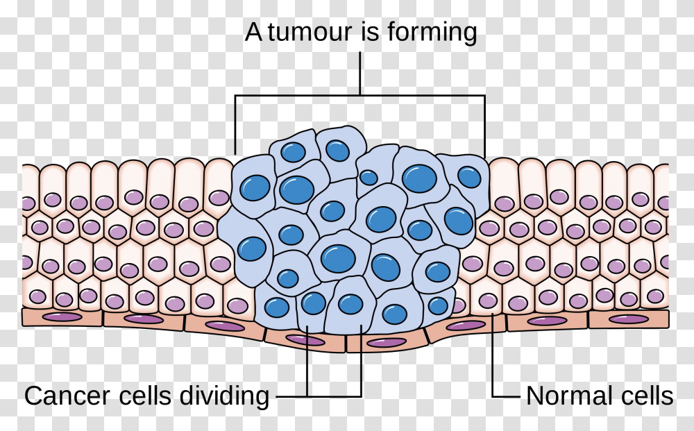 Cancer Cell Division, Teeth, Mouth, Lip, Light Transparent Png