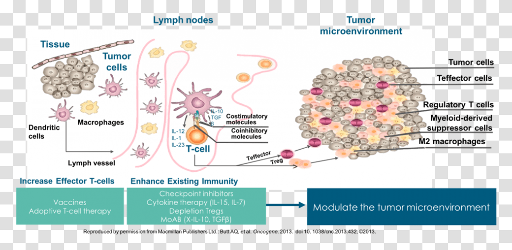 Cancer Cell Immune Cells Kill Cancer, Number, Plot Transparent Png
