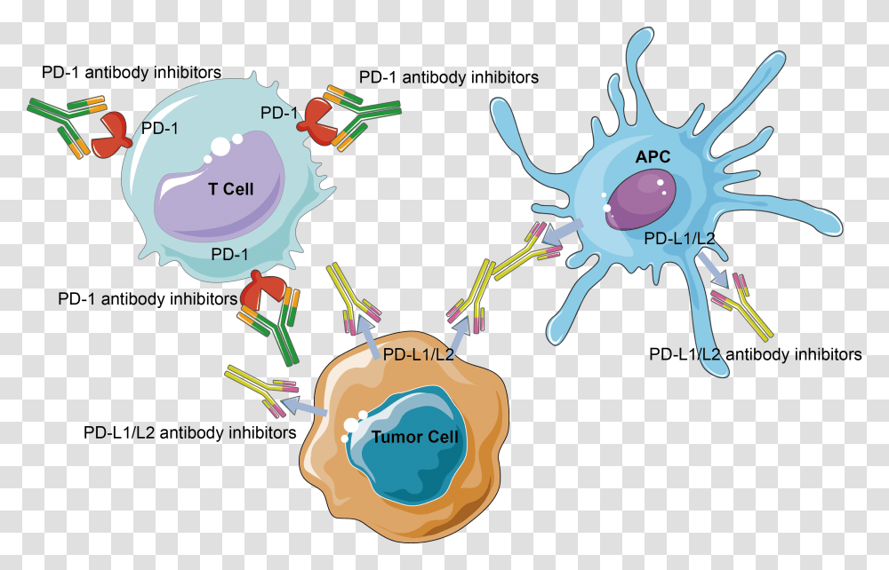Cancer Cell Immune Checkpoint Tumor Cartoon, Nature, Outdoors, Mountain, Diagram Transparent Png