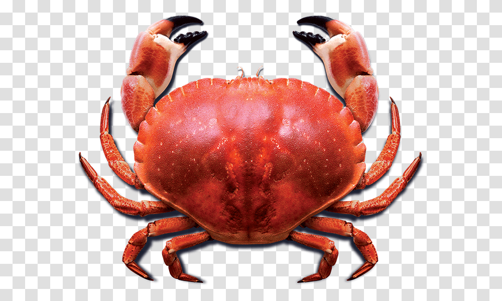 Cancer Cell Look Alike Crab, Lobster, Seafood, Sea Life, Animal Transparent Png