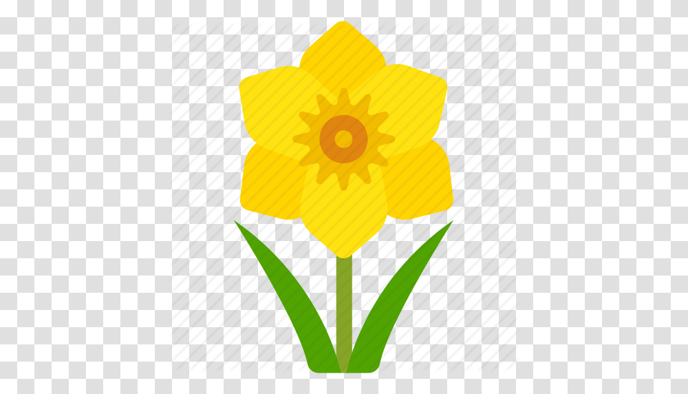 Cancer Daffodil Floral Florist Flower Nature Icon, Plant, Blossom, Tulip, Balloon Transparent Png