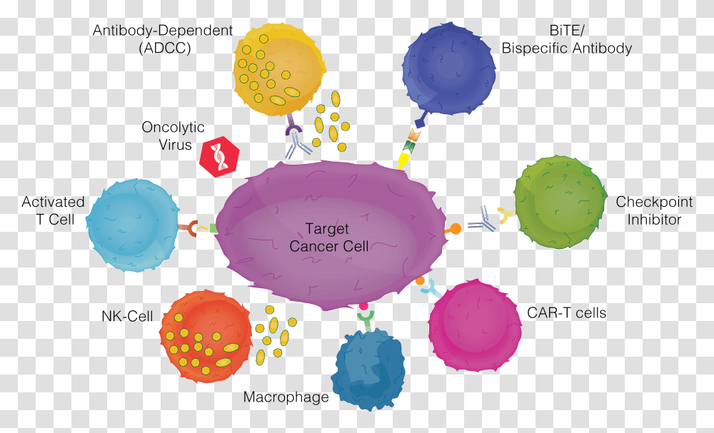 Cancer Immunotherapy, Bowl, Ball, Rattle, Balloon Transparent Png