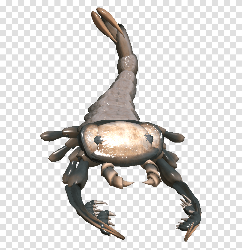 Cancer, Sea Life, Animal, Crab, Seafood Transparent Png