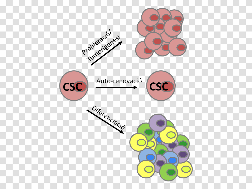 Cancer Stem Cells Cancer Stem Cell Characteristics, Number, Face Transparent Png