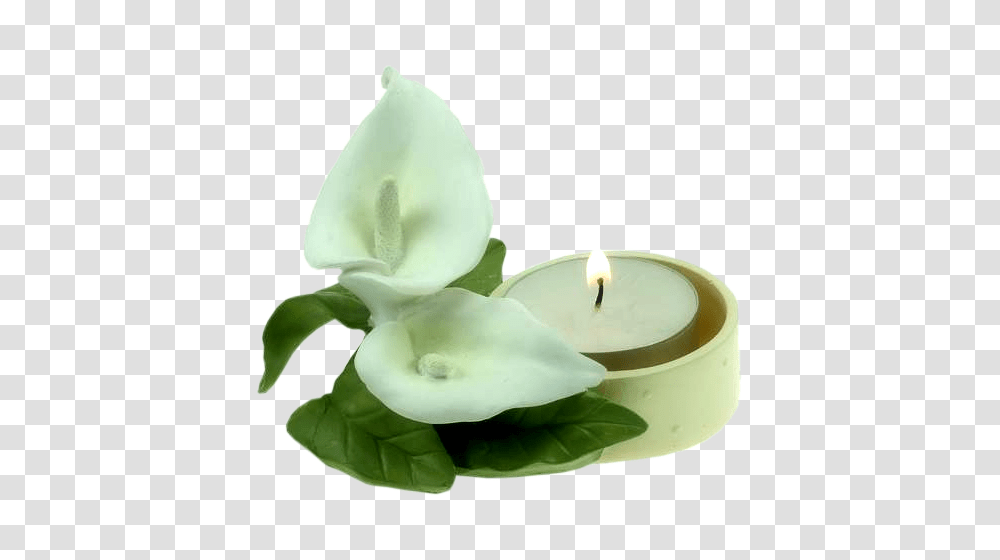 Candle Arum Lily Flower Clip Art, Plant, Blossom, Petal, Rose Transparent Png