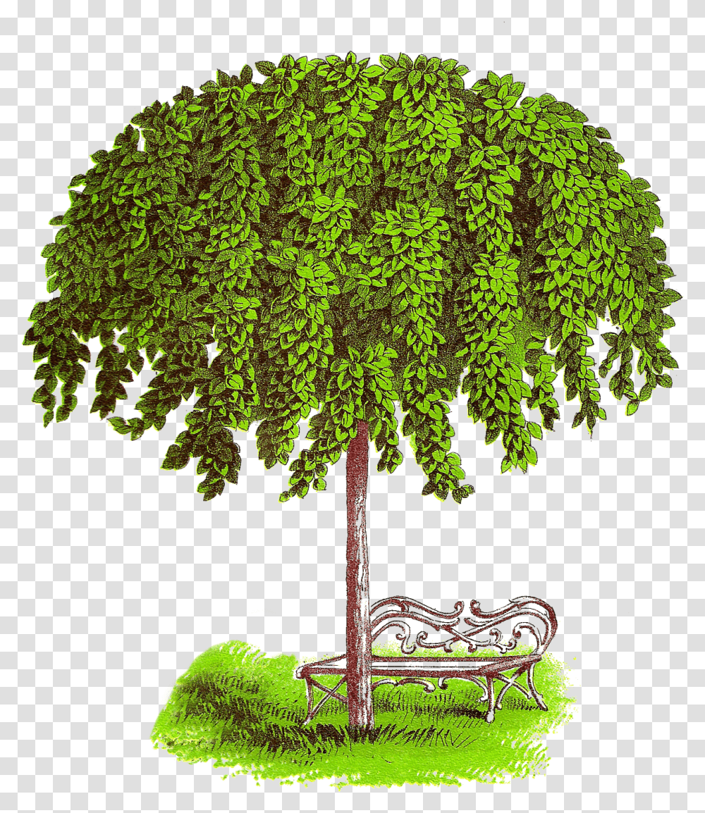 Candlenut Tree Clipart, Plant, Conifer, Maple, Tree Trunk Transparent Png