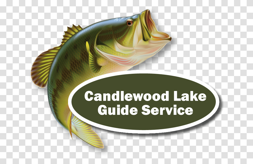 Candlewood Lake Bass Fishing Guide Fish Jumping Out Of Water Clipart, Animal, Carp, Perch Transparent Png