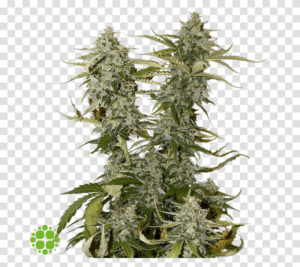 Candy Dawg Kush, Plant, Christmas Tree, Ornament, Weed Transparent Png