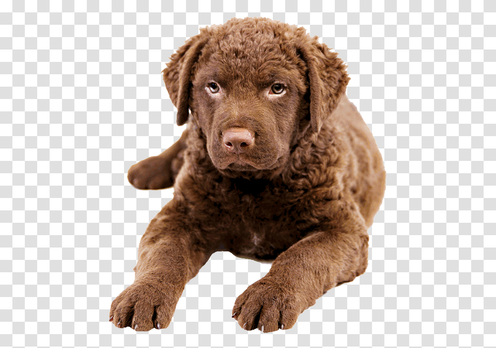 Cane Chesapeake Bay Retriever, Animal, Dog, Pet, Canine Transparent Png