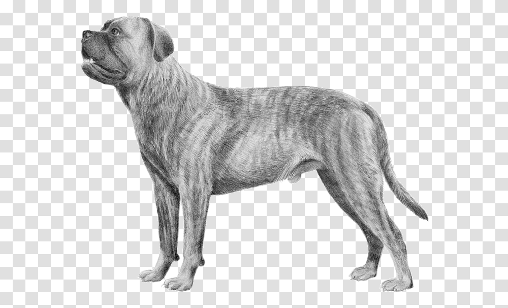 Cane Corso Background, Canine, Mammal, Animal, Pet Transparent Png