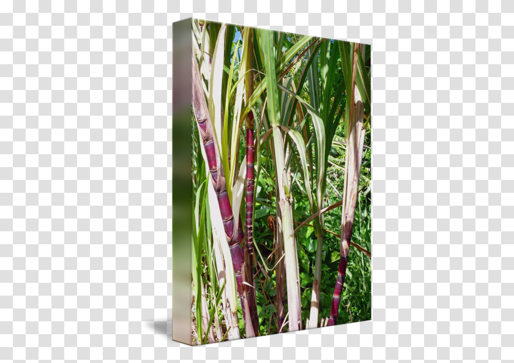 Cane Drawing Sugarcane Stem Grass, Plant, Bamboo, Stick, Bamboo Shoot Transparent Png