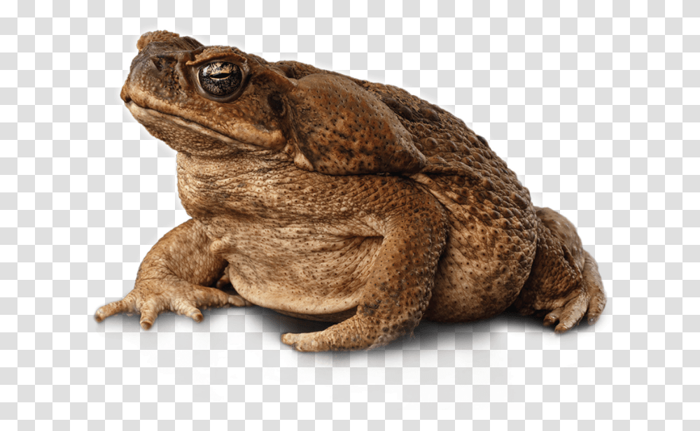 Cane Toad, Amphibian, Wildlife, Animal, Lizard Transparent Png
