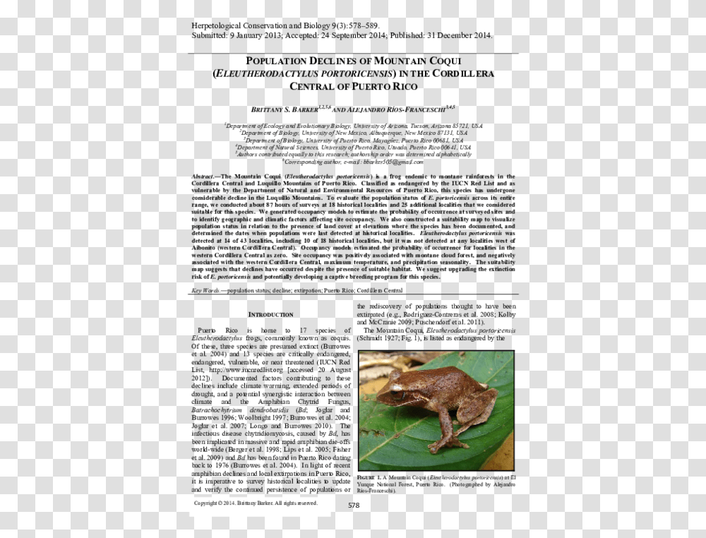 Cane Toad, Frog, Amphibian, Wildlife, Animal Transparent Png