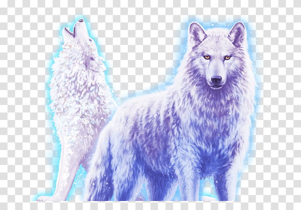 Canis Lupus Tundrarum, Wolf, Mammal, Animal, Dog Transparent Png