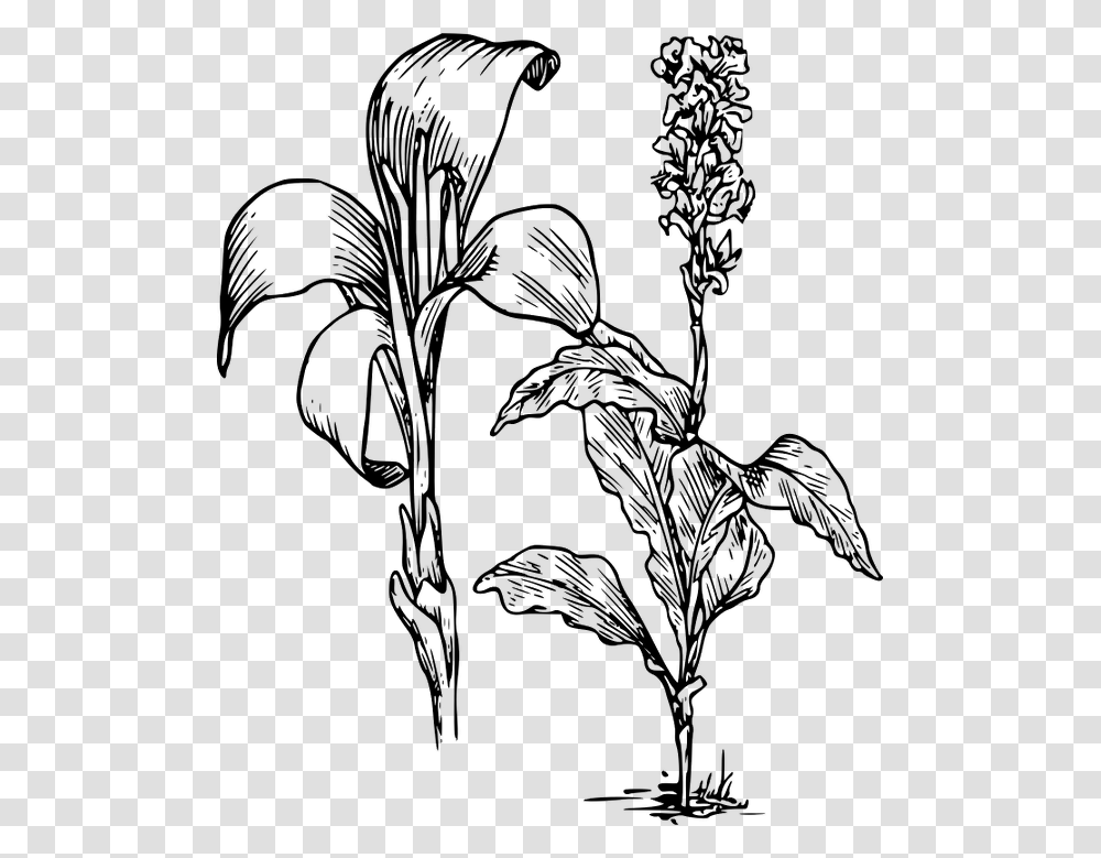 Canna Indica Flower Drawing Download Lily Clipart, Gray, World Of Warcraft Transparent Png