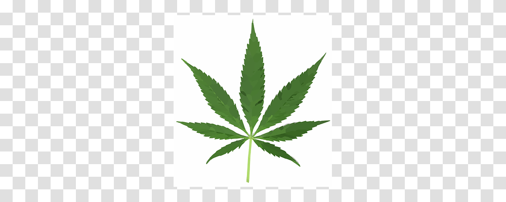 Cannabis Plant, Hemp, Weed, Leaf Transparent Png
