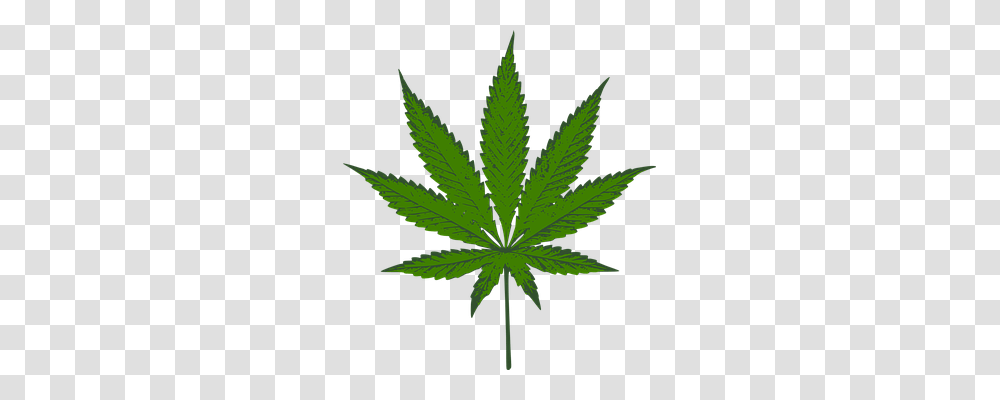 Cannabis Nature, Plant, Leaf, Weed Transparent Png