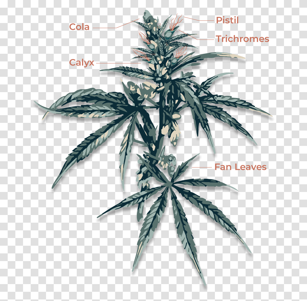 Cannabis Anatomy, Plant, Hemp, Bird, Animal Transparent Png