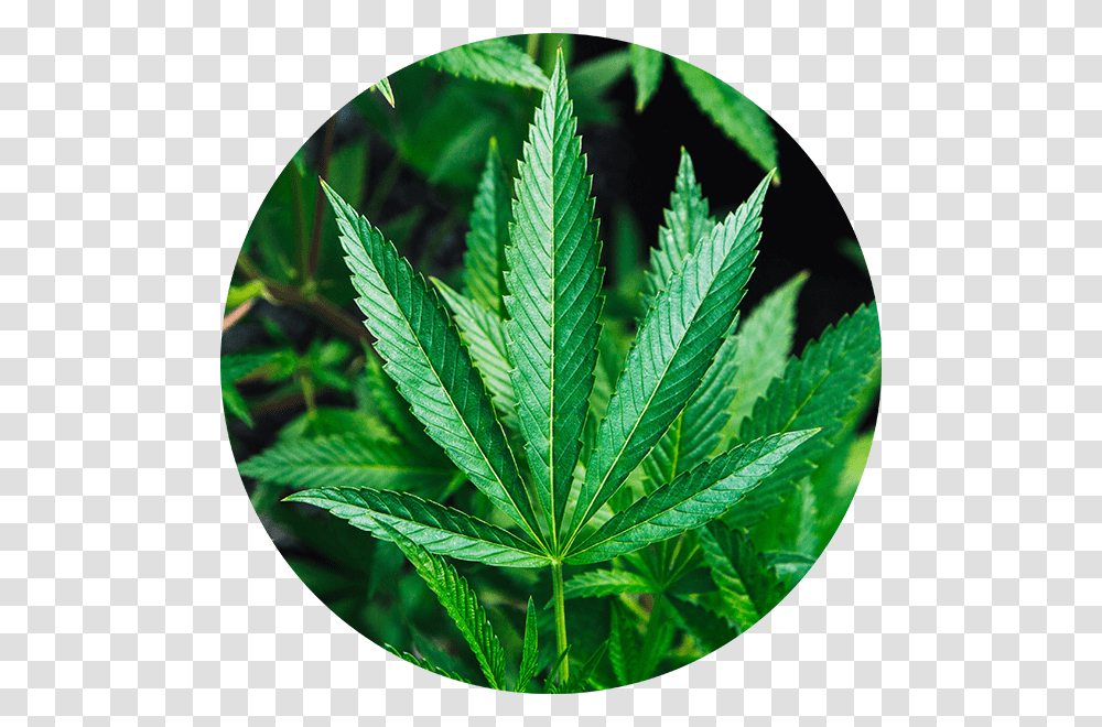 Cannabis Aphids Leaf Damage, Plant, Weed, Hemp Transparent Png
