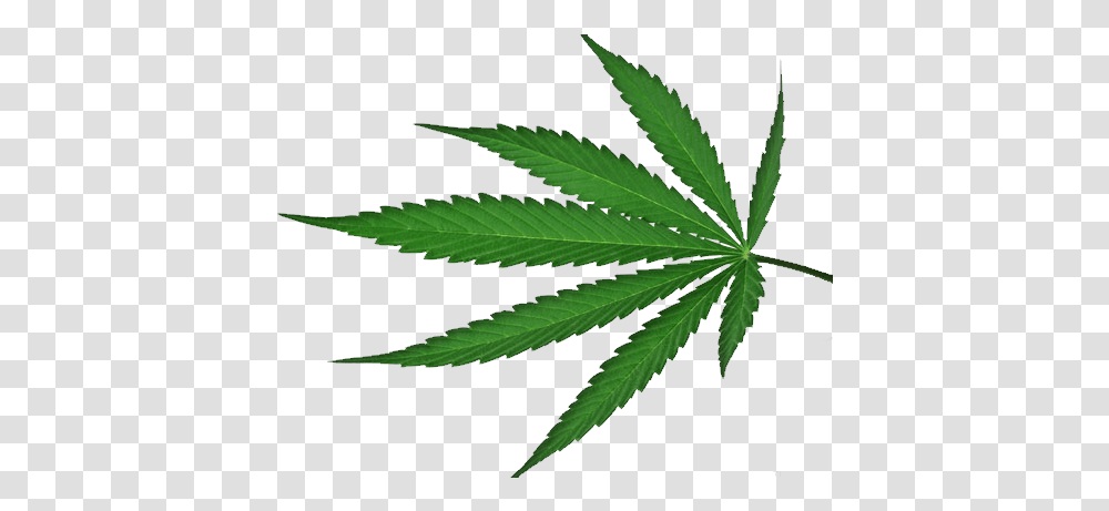 Cannabis Background Cannabis Leaf, Plant, Hemp, Weed Transparent Png