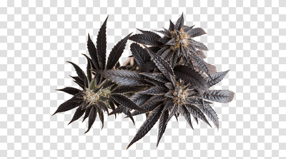Cannabis Background Sweet Gum, Plant, Bird, Animal, Ornament Transparent Png