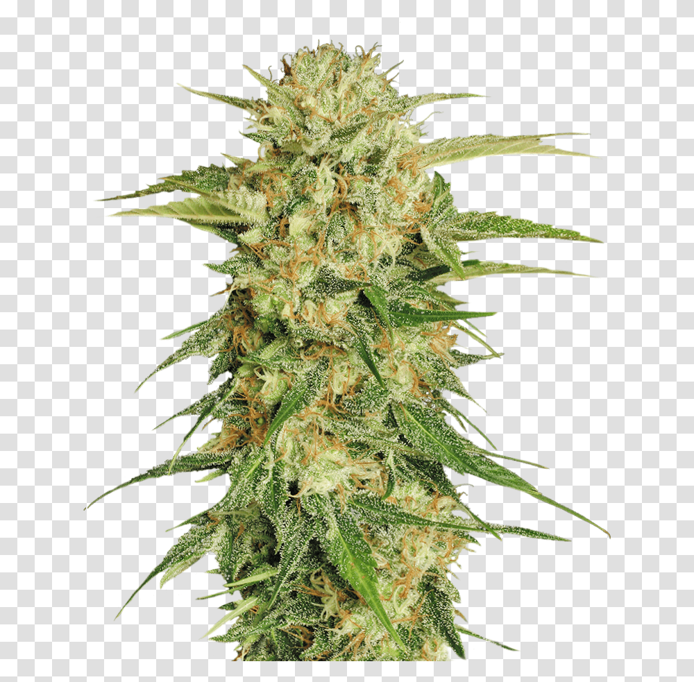 Cannabis Background Weed, Plant, Hemp, Bud, Sprout Transparent Png