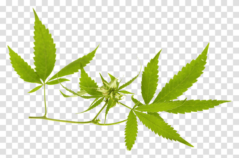 Cannabis Banner, Leaf, Plant, Weed, Hemp Transparent Png