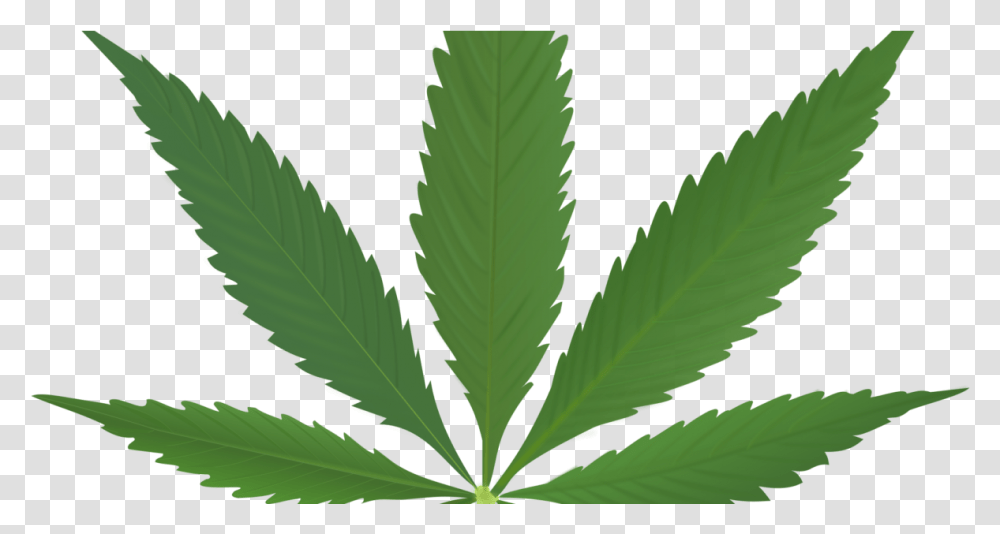 Cannabis Cannabis Leaf, Plant, Weed, Hemp Transparent Png