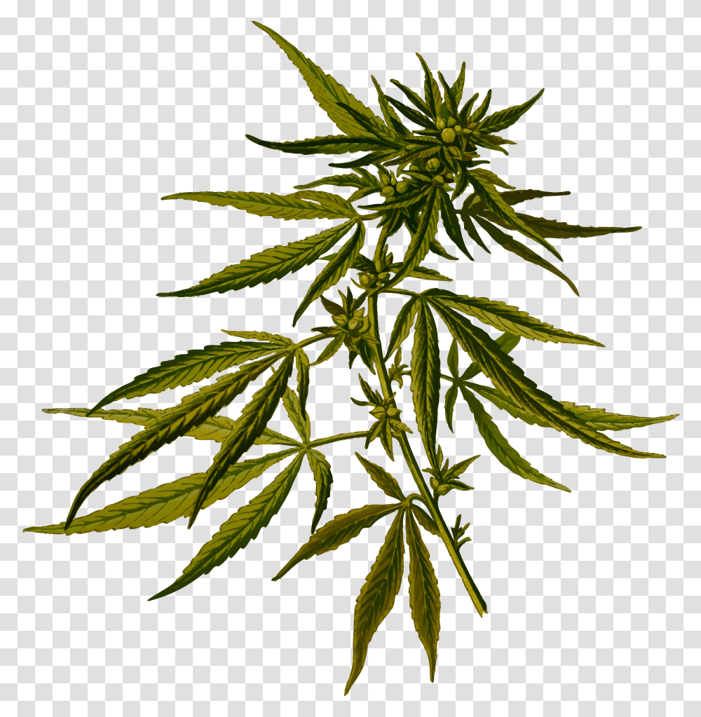 Cannabis Clip Arts Cannabis Sativa, Plant, Hemp, Leaf, Weed Transparent Png