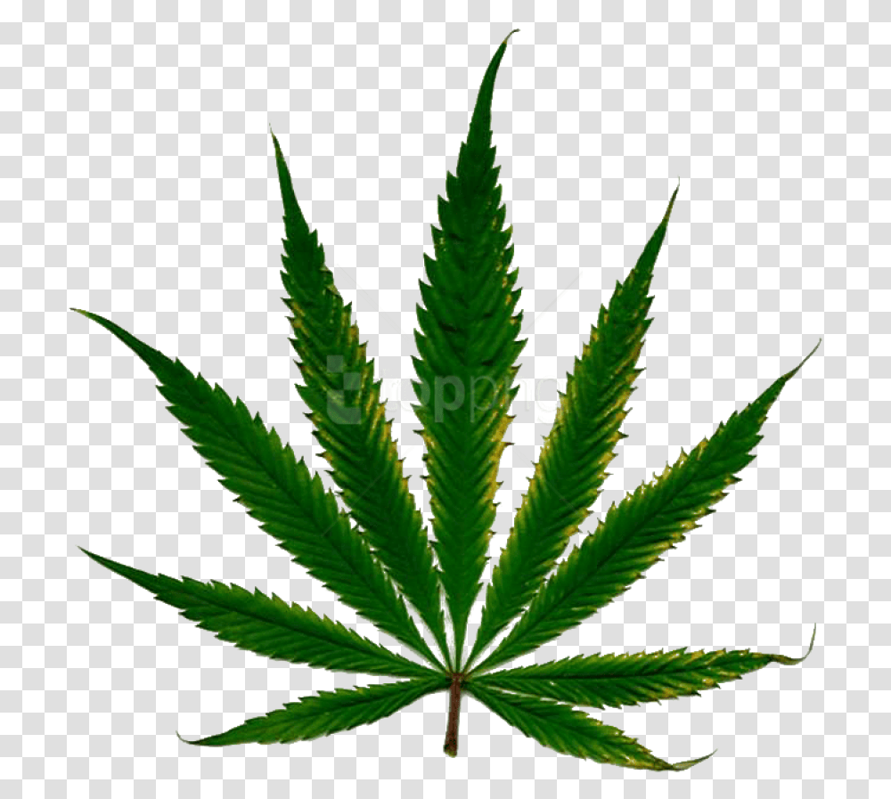 Cannabis Clipart Photo Images Daun Ganja, Plant, Hemp, Weed Transparent Png