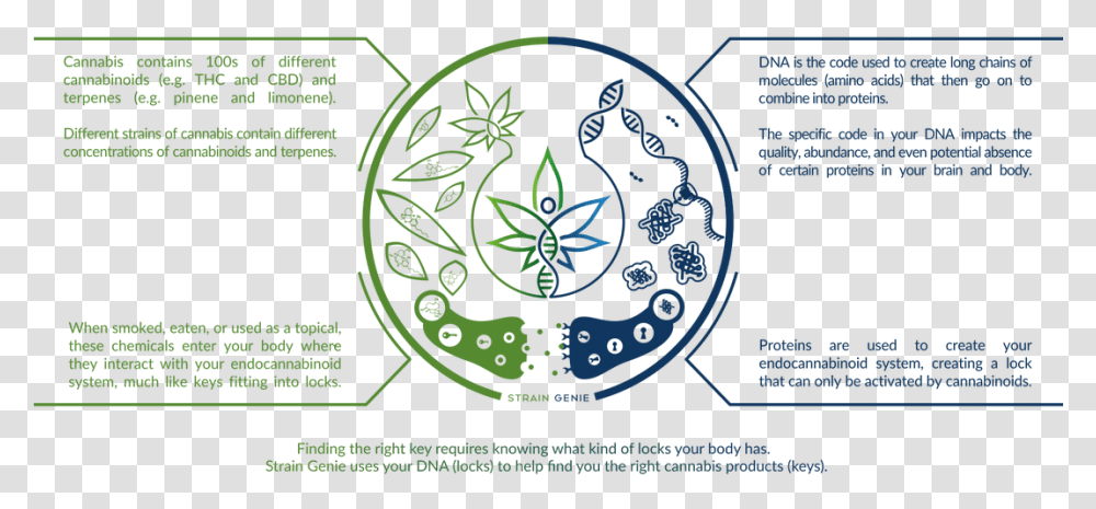 Cannabis Dna, Pattern, Flyer Transparent Png