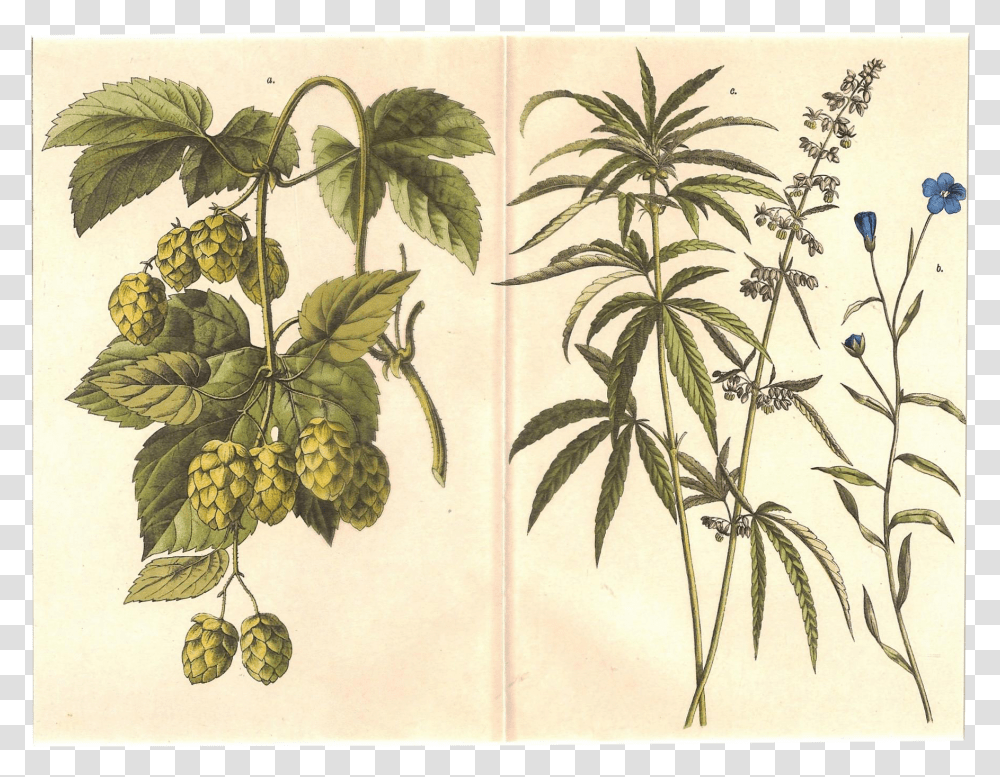 Cannabis Drawing Scientific Huge Freebie Download Hops And Hemp, Plant, Potted Plant, Vase, Jar Transparent Png